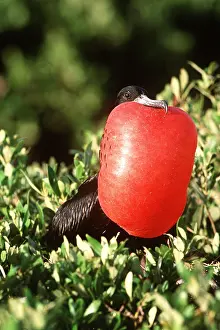 Frigatebirds: MAGNIFICENT FRIGATEBIRD - male, displaying