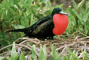 Frigate: Magnificent Frigatebird on nest