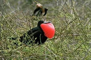 Frigate: Magnificent Frigatebird on nest