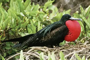Fregata: Magnificent Frigatebird on nest