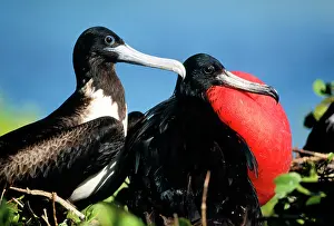 Magnificens: MAGNIFICENT FRIGATEBIRD - x two, - Male / Female