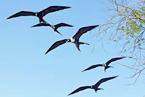 Frigatebirds: Magnificent Frigatebirds