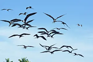 Frigatebirds: Magnificent Frigatebirds