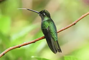 Eugenes: Magnificent Hummingbird