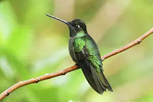 Eugenes: Magnificent Hummingbird
