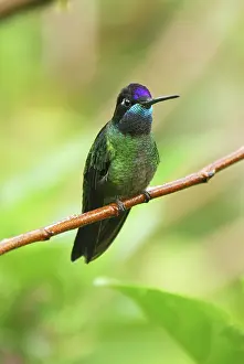 Eugenes: Magnificent Hummingbird