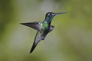 Stop: Magnificent Hummingbird