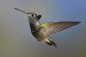 Stop: Magnificent Hummingbird