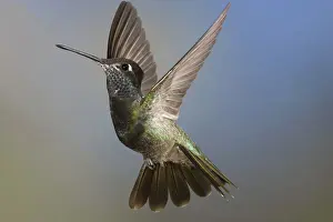 Stop: Magnificent Hummingbird