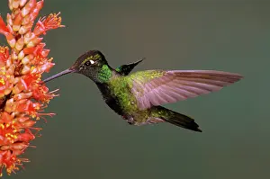 Eugenes: Magnificent hummingbird