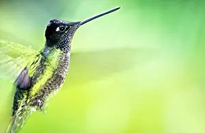 Eugenes: Magnificent Hummingbird