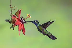 150617: Magnificent Hummingbird