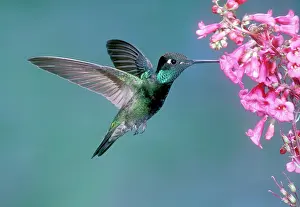 Humming: Magnificent Hummingbird Male