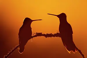 Eugenes: Magnificent Hummingbirds (Eugenes fulgens), on a