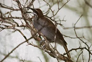 Ptiloris: Magnificent Riflebird