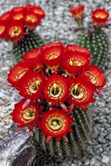 Splendid: Magnificent Scarlet Cactus (Cereus), in Bloom (Tricocereus)