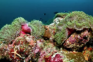 Heteractis: Magnificent Sea Anemone