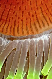 Magnifica: Magnificent Sea Anemone - close-up