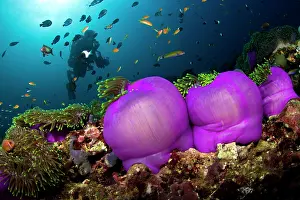 Heteractis: Magnificent Sea Anemone - and diver