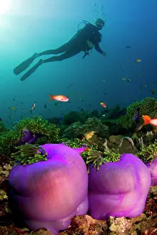 Magnifica: Magnificent Sea Anemone - and diver