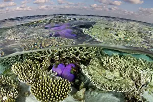 Heteractis: Magnificent Sea Anemone - at Hardcoral Garden