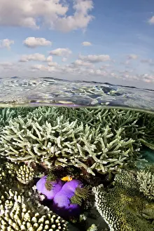 Heteractis: Magnificent Sea Anemone - at Hardcoral Garden