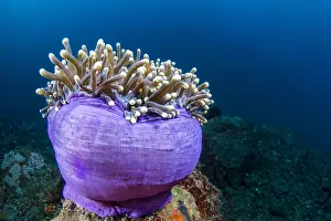 Magnifica: Magnificent sea anemone (Heteractis magnifica)
