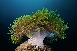 Magnifica: Magnificent Sea Anemone (Heteractis magnifica)