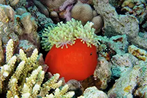 Magnifica: Magnificent sea anemone (Heteractis magnifica)