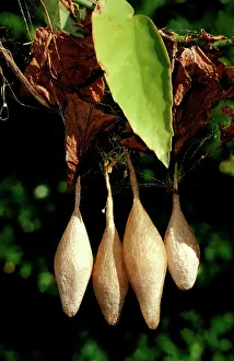 Sacs: Magnificent spider - cluster of completed egg sacs