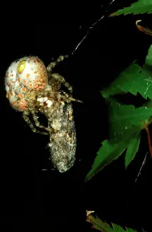 Makes: Magnificent spider - female with a captured moth