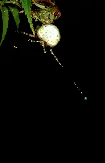 Sticky: Magnificent spider - female swinging trapline of