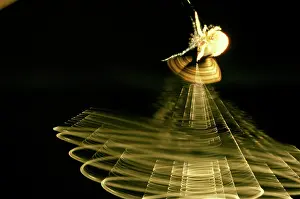 Swinging: Magnificent spider - female swinging trapline on