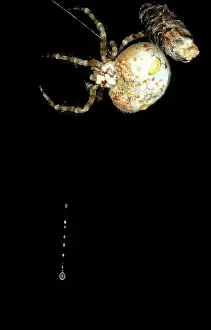 Sticky: Magnificent spider - female with trapline of sticky