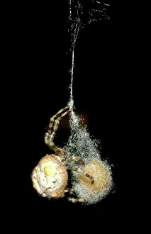 Sacs: Magnificent spider - laying eggs into base of egg sac