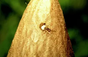 Minute: Magnificent spider - minute but mature male leaving