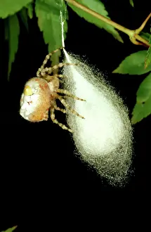Sacs: Magnificent spider - with partly completed egg sac