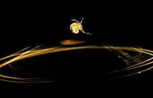 Swinging: Magnificent spider - swinging trapline