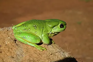 Splendida: Magnificent / Splendid Tree Frog