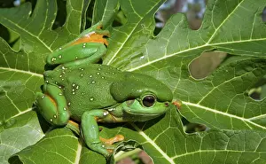 Splendida: Magnificent / Splendid Tree Frog