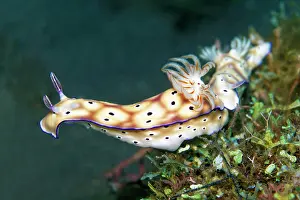 Komodo: Magnificent star snail (Hypselodoris tryoni synonym