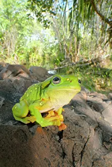 Splendida: Magnificent Tree Frog