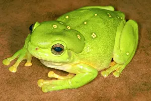 Splendida: Magnificent Tree Frog
