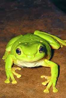 Auscape International: Magnificent Tree Frog
