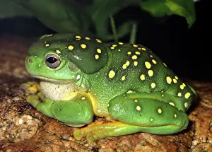 Largest: Magnificent Tree Frog - one of the largest tree