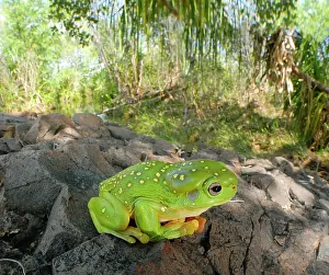 Auscape International: Magnificent Tree Frog - in riparian habitat in