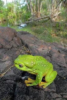 Auscape International: Magnificent Tree-frog - in riparian habitat in