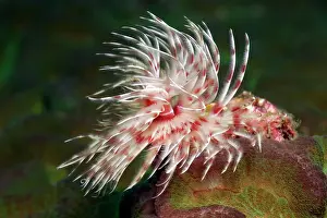 Lesser: Magnificent tubeworm (Protula magnifica), Lake Sawu