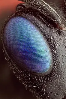 Reflex: A magnified view of its beautiful eye, a special