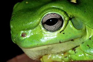 Kimberley: Magniificent / Splendid Tree Frog. Kimberley